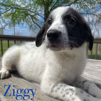 Rescue Anatolian Shepherd Dogs for Adoption in Spring, Texas - Ziggy | PetCurious