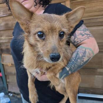 Goblin -  Chihuahua and Mixed Breed Dog for Adoption in Klamath Falls, Oregon - Goblin | PetCurious