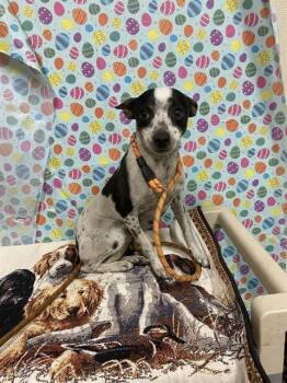 Chihuahua and Mixed Breed Dogs Available for Adoption in Modesto, California - COOKIE | PetCurious