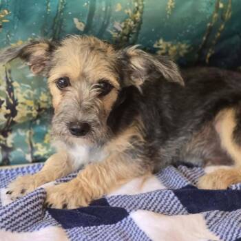 Happy -  Chihuahua and Miniature Schnauzer Dog for Adoption in Tylertown, Mississippi - Happy | PetCurious