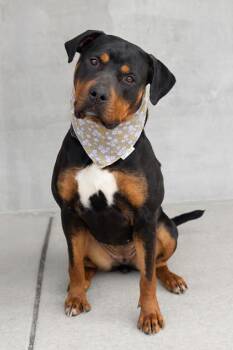 Mixed Breed Dogs Available for Adoption in Longmont, Colorado - Kiarra | PetCurious