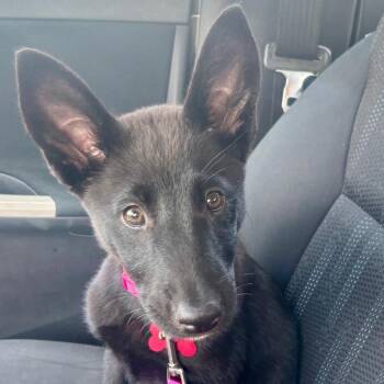 Circe -  Shepherd and Mixed Breed Dog for Adoption in St. Peters, Missouri - Circe | PetCurious