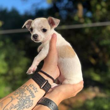 Miranda -  Chihuahua Dog for Adoption in Newberg, Oregon - Miranda | PetCurious