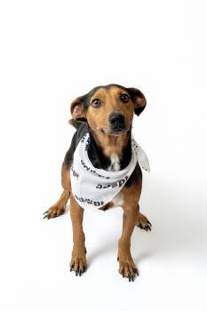 Rescue Beagle and Dachshund Dogs for Adoption in Metairie, Louisiana - Bojack | PetCurious