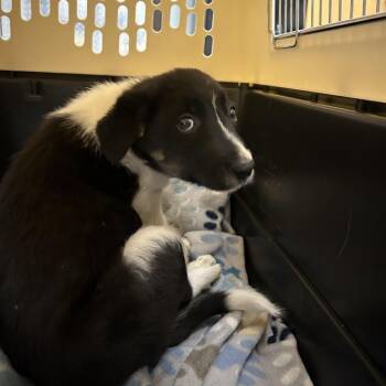 Border Collie Dogs Available for Adoption in Durango, Colorado - Douglas | PetCurious