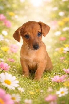 Chihuahua Dogs Available for Adoption in Tampa, Florida - Lily | PetCurious