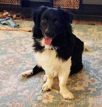 Rescue Border Collie Dogs for Adoption in Eagle, Michigan - Benny Hill | PetCurious