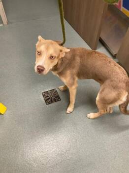 MICKEY -  Husky and Mixed Breed Dog for Adoption in Baytown, Texas - MICKEY | PetCurious