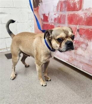 Pug and Mixed Breed Dogs Available for Adoption in San Bernardino, California - UPTOWN PRIDE | PetCurious