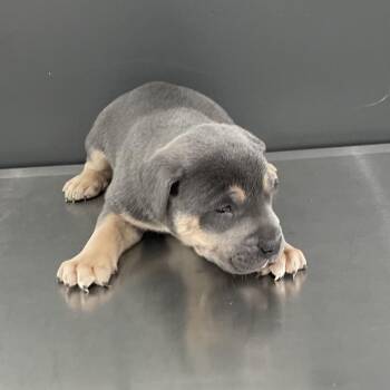 Mixed Breed Dogs Available for Adoption - Lobo | PetCurious