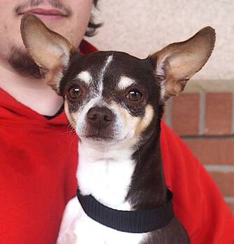 Chihuahua Dogs Available for Adoption in Carrollton, Texas - Algae | PetCurious