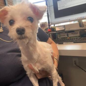 Iggy -  Mixed Breed Dog for Adoption in Allentown, Pennsylvania - Iggy | PetCurious