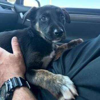 Australian Cattle Dog Blue Heeler Dogs Available for Adoption in Lodi, California - Julia | PetCurious