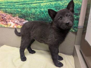 CHOWDER -  Chow Chow and Mixed Breed Dog for Adoption in Moreno Valley, California - CHOWDER | PetCurious