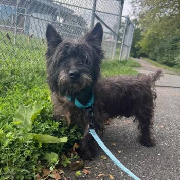 Raisin -  Cairn Terrier Dog for Adoption - Raisin | PetCurious