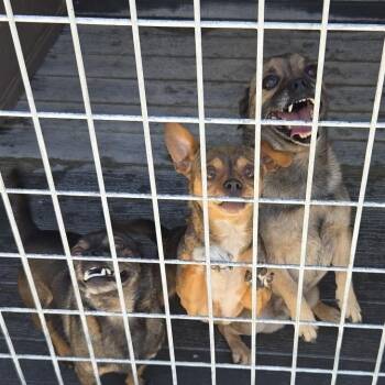 Paula -  Chihuahua Dog for Adoption in Redwood Valley, California - Paula | PetCurious