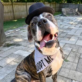 Rescue Mastiff Dogs for Adoption in Concord, North Carolina - Mitchell | PetCurious