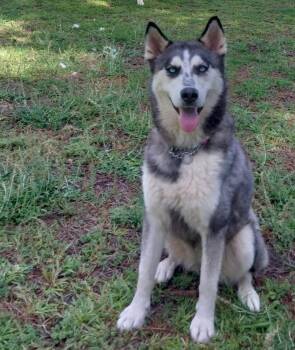 Siberian Husky Dogs Available for Adoption in Cumming, Georgia - Wilma | PetCurious