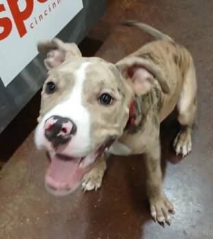 Bunjee -  Pit Bull Terrier and Mixed Breed Dog for Adoption in Cincinnati, Ohio - Bunjee | PetCurious