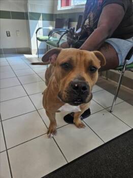 BRIGGS -  Pit Bull Terrier Dog for Adoption in Derwood, Maryland - BRIGGS | PetCurious