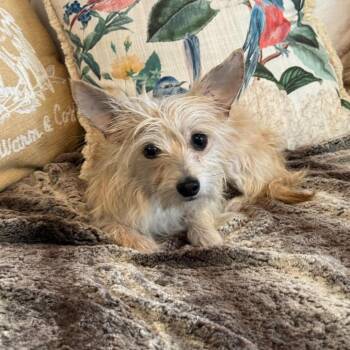 Terrier Dogs Available for Adoption in Cedar Park, Texas - Spike | PetCurious