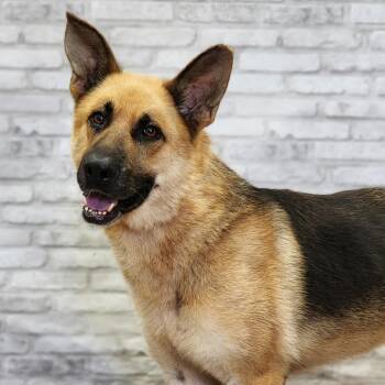 Chris cross -  Shepherd and Mixed Breed Dog for Adoption in Montgomery, Alabama - Chris Cross | PetCurious