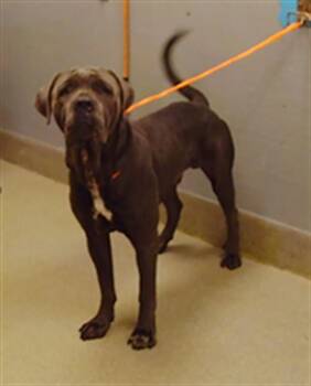 Rescue Cane Corso and Pit Bull Terrier Dogs for Adoption in Las Vegas, Nevada - HONCHO | PetCurious