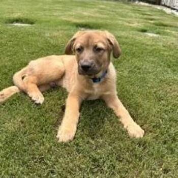 Shepherd Dogs Available for Adoption in Waxhaw, North Carolina - Clyde | PetCurious