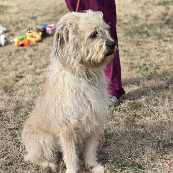 Schnauzer Dogs Available for Adoption - LITTLE MAN | PetCurious