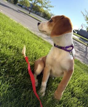 Daphne -  Beagle Dog Available for Adoption in South Bend, Indiana - Daphne | PetCurious