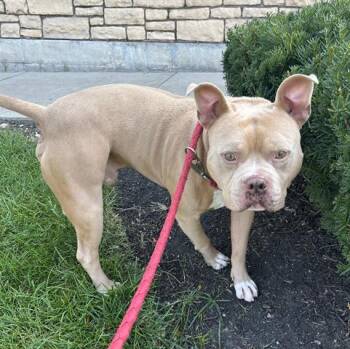 ICY -  Pit Bull Terrier Dog for Adoption in Dayton, Ohio - ICY | PetCurious