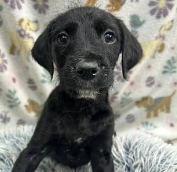 Wirehaired Terrier Dogs Available for Adoption in Manchester, New Hampshire - Dawn In NH! Come Meet Our Adoptable Dogs Wednesday-Saturday. Mor | PetCurious