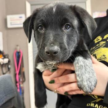 Cattle Dog Dogs Available for Adoption - Huckleberry | PetCurious