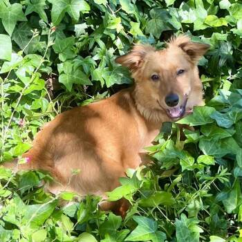Terrier and Mixed Breed Dogs Available for Adoption in San Francisco, California - Toby | PetCurious