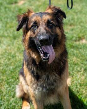 Louie -  German Shepherd Dog Dog for Adoption in Pequot Lakes, Minnesota - Louie | PetCurious