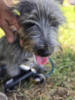Lady Autumn -  Cairn Terrier Dog for Adoption in San Antonio, Texas - Lady Autumn | PetCurious