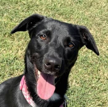 Lainey -  Labrador Retriever Dog for Adoption in Brenham, Texas - Lainey | PetCurious