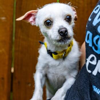Caden -  Chihuahua Dog for Adoption in Naperville, Illinois - Caden | PetCurious