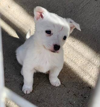 Terrier Dogs Available for Adoption - Cookie | PetCurious