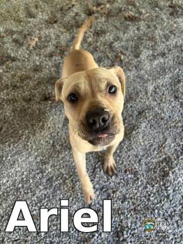 Pit Bull Terrier Dogs Available for Adoption in Rocky Mount, North Carolina - Ariel | PetCurious