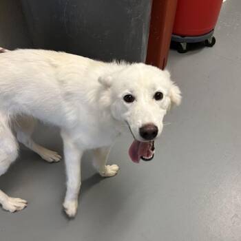 Bunny -  Mixed Breed Dog for Adoption in Asheville, North Carolina - Bunny | PetCurious