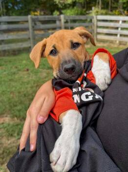 Georgia : Madison -  Shepherd and Labrador Retriever Dog for Adoption in Aurora, Indiana - Georgia : Madison | PetCurious