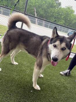 Siberian Husky Dogs Available for Adoption in Baytown, Texas - KODIAK | PetCurious