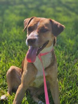 Rescue Beagle and Mixed Breed Dogs for Adoption in Texas City, Texas - AUTUMN | PetCurious