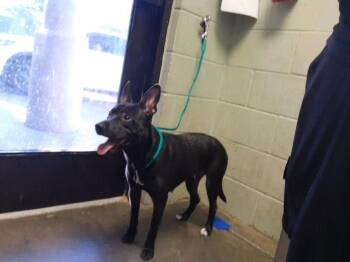 TANDY -  Pit Bull Terrier and Mixed Breed Dog for Adoption in Tulsa, Oklahoma - TANDY | PetCurious