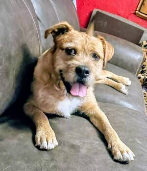 Rescue Terrier and Mixed Breed Dogs for Adoption in Evergreen, Colorado - Franklin | PetCurious