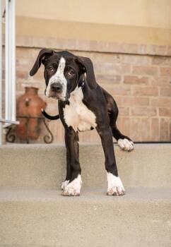 Willow T Pittie -  Pit Bull Terrier and Boxer Dog for Adoption in Midway, Utah - Willow T Pittie | PetCurious