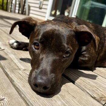 Pistachio -  Pit Bull Terrier and Dachshund Dog for Adoption in Minneapolis, Minnesota - Pistachio | PetCurious