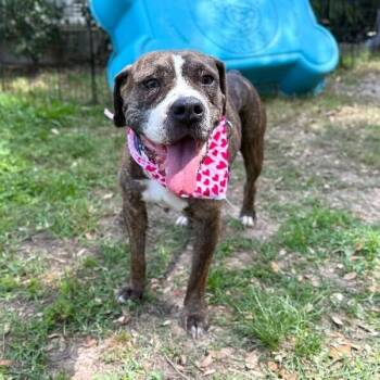 Ann Marie Wiggle Butt Wonderful -  Boxer and Beagle Dog for Adoption in Friendswood, Texas - Ann Marie Wiggle Butt Wonderful | PetCurious