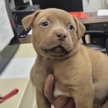 Minnie -  Pit Bull Terrier Dog for Adoption in Ardmore, Oklahoma - Minnie | PetCurious